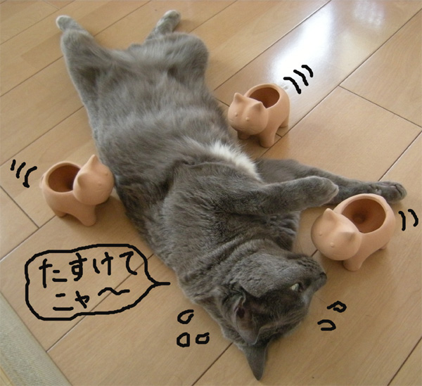 テラコッタの猫に包囲されるマーシャ : 猫花逍遥