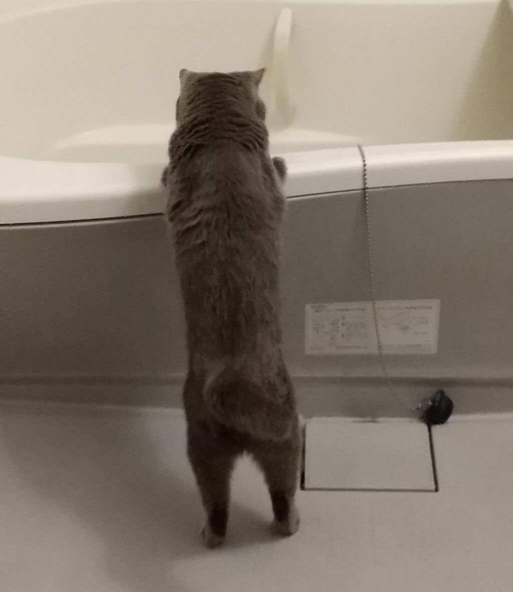 バスタブをのぞくマーシャ 猫花逍遥 バスタブをのぞくマーシャ 猫花逍遥
