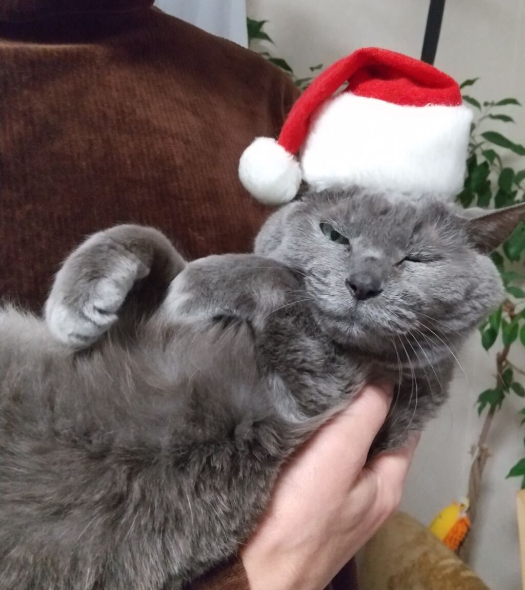 メリークリスマス 猫花逍遥