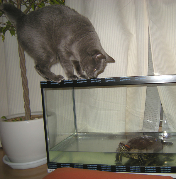水槽のフチに乗って 猫花逍遥 水槽のフチに乗って 猫花逍遥