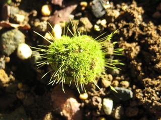 kokekoke_2