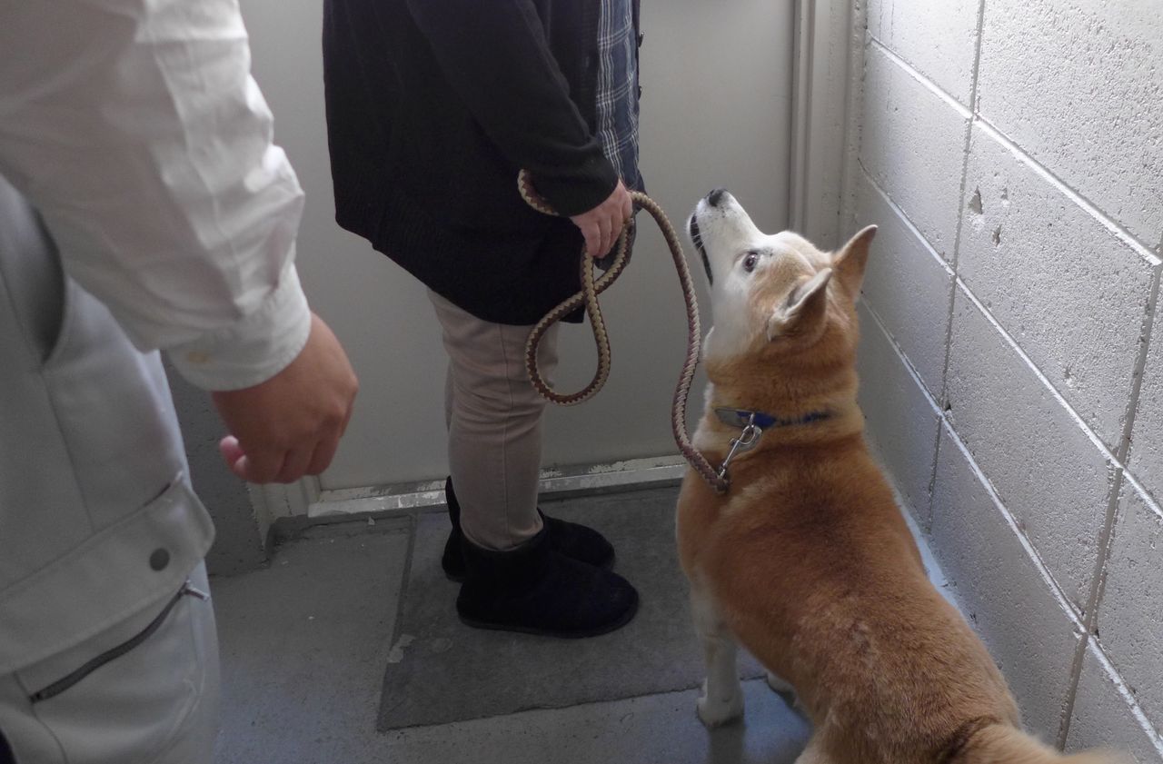 中標津保健所 飼主募集犬続報 Yucky S 中標津保健所 飼主募集犬続報 Yucky S