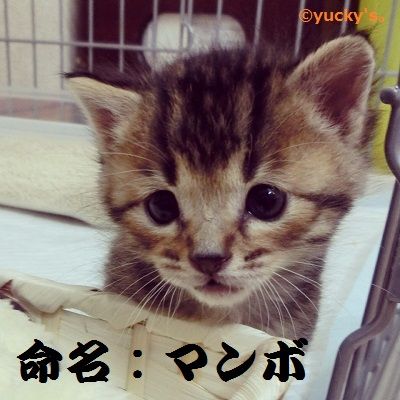 マンボ