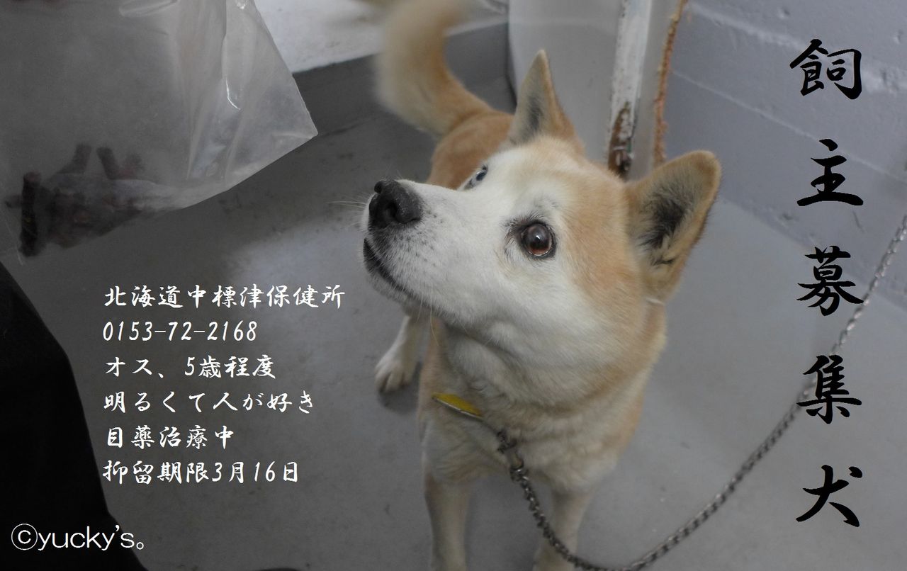 中標津保健所 迷い犬と飼主募集犬 Yucky S 中標津保健所 迷い犬と飼主募集犬 Yucky S