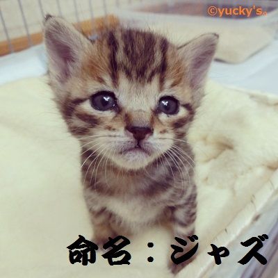 ジャズ