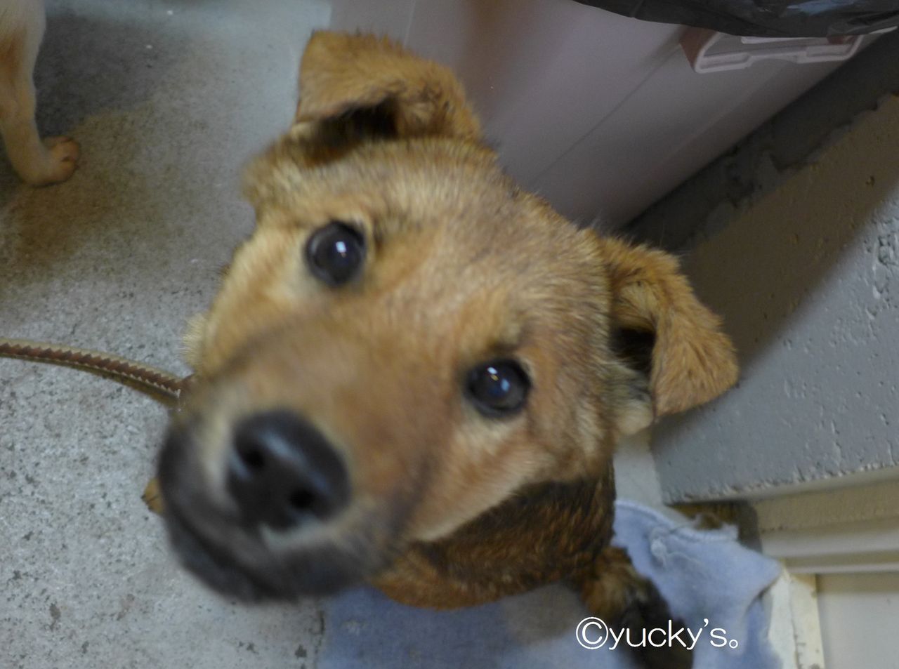 中標津保健所 迷い犬3匹 Yucky S 中標津保健所 迷い犬3匹 Yucky S
