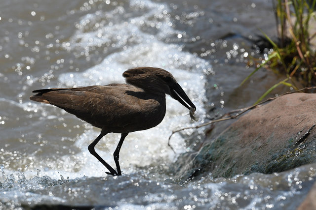 27 Hamerkop (3)