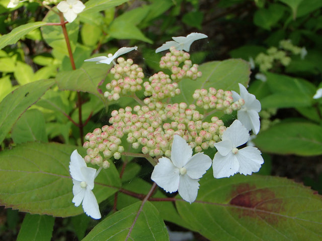 P5210049s