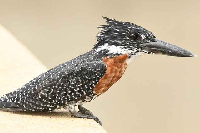8Giant Kingfisher (3)