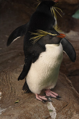 ペンギン・オットセイ (4)