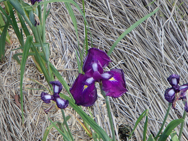 P5210110s