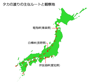 伊良湖 タカ渡り