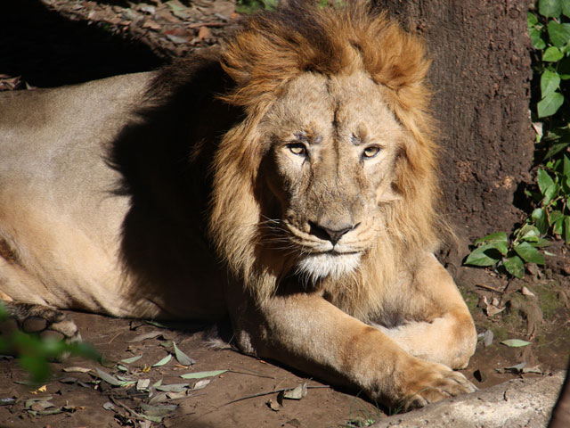 081105lion984