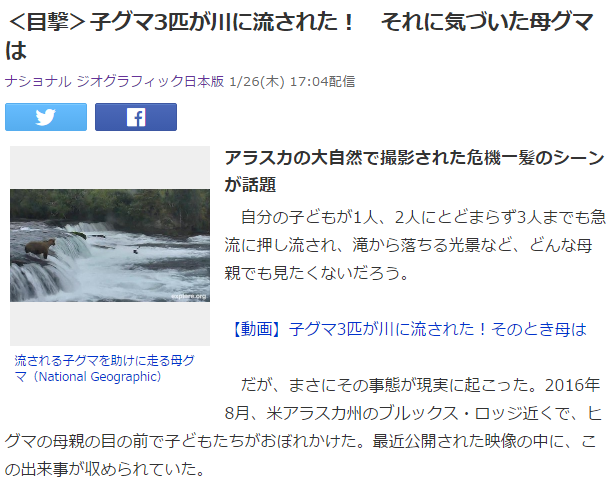 ヒグマ 子供 流される