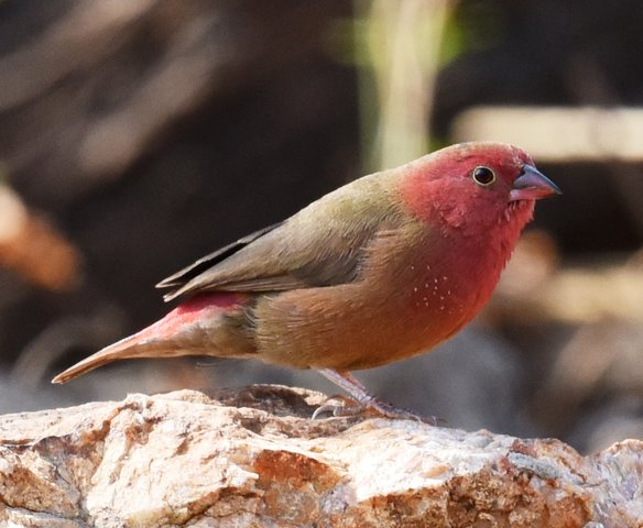 31Red-billed Finch (1)