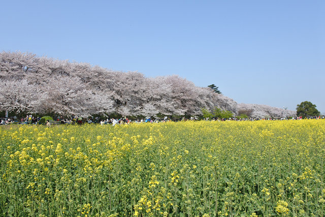 sakura (7)