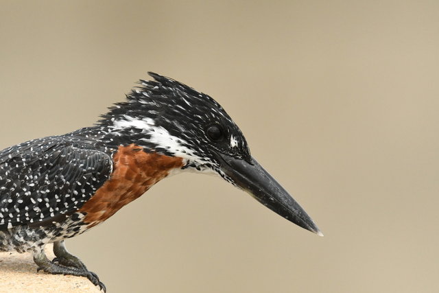 8Giant Kingfisher (1)