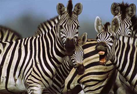 zebra-herd