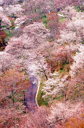 近鉄特急 桜 吉野1