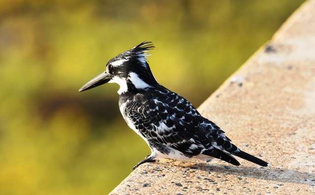 23Pied kingfisher (2)