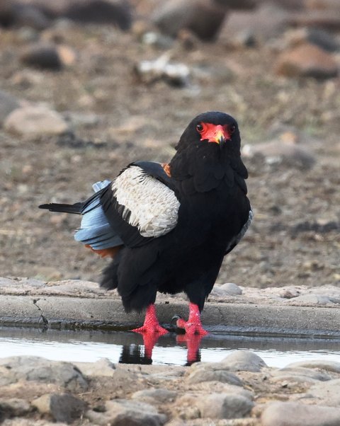 9Bateleur 1 (4)