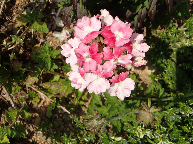 P5210027s