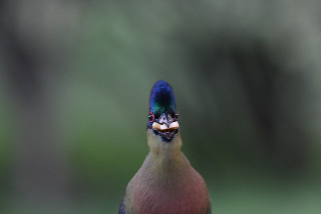 5Turaco (4)