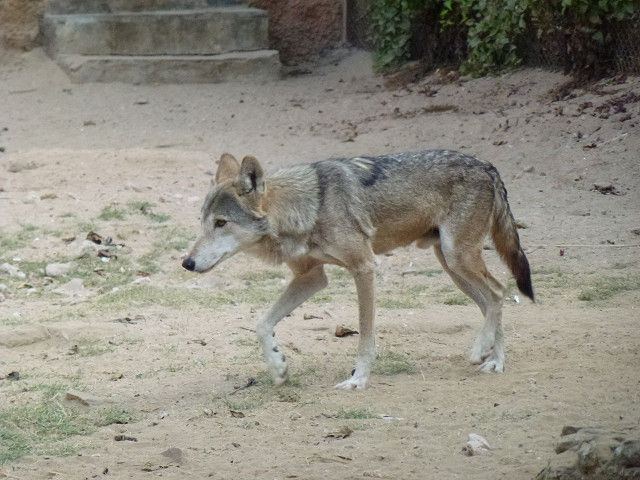 P1000543s