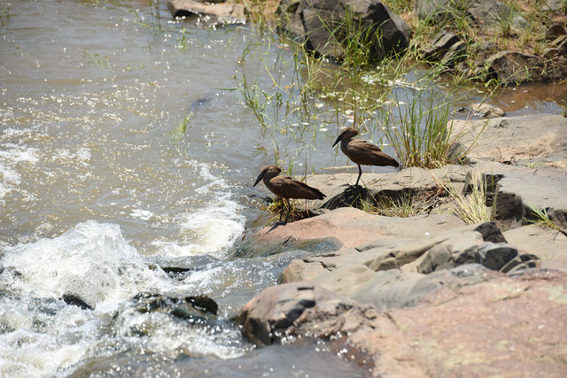 27 Hamerkop (9)