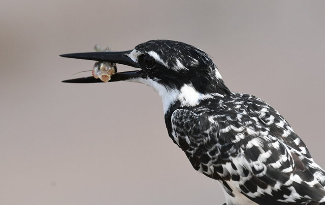 9Pied Kingfisher (1)