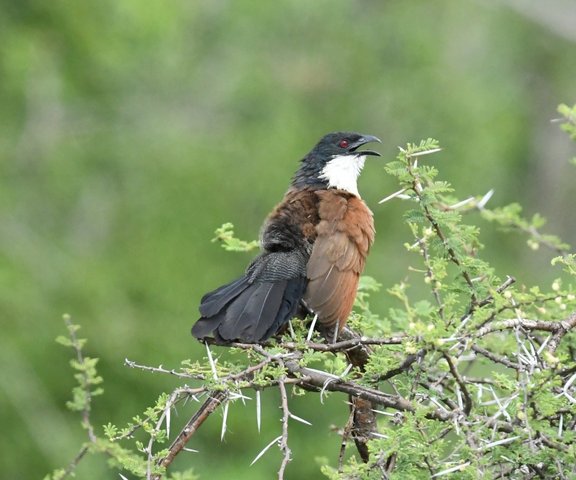 25 Burcherlles Coucal