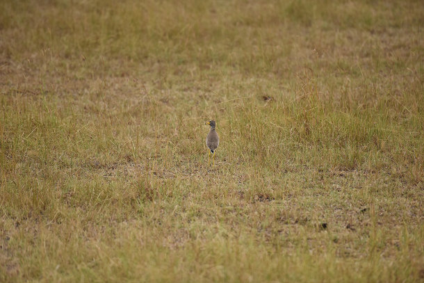 鳥ムクドリs
