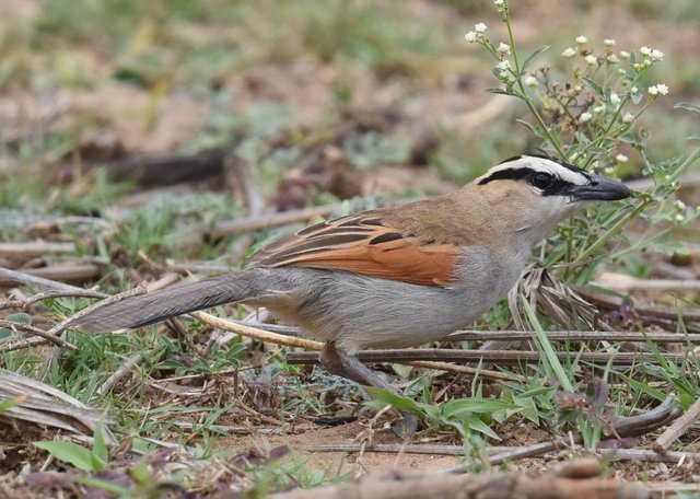 32Black-crowned tchagra