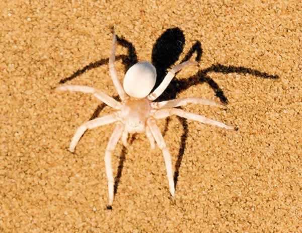 スワコプムンド 砂漠の生物3