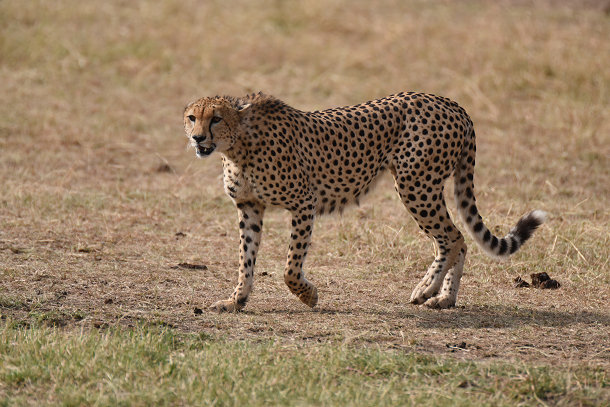 チーターその3 (8)