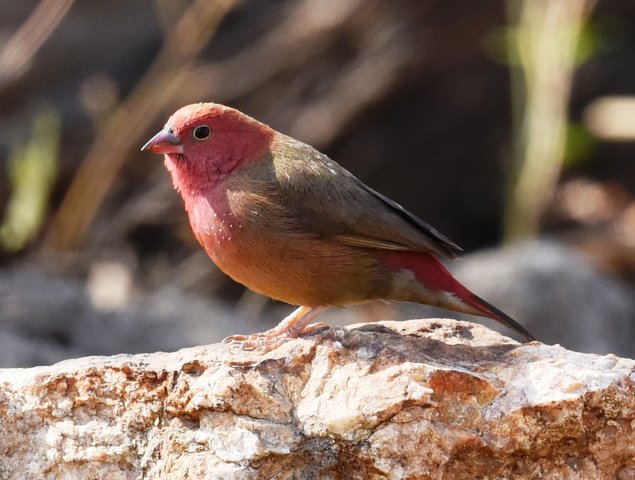 31Red-billed Finch (2)