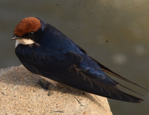 27Wire-tailed Swallow (3)