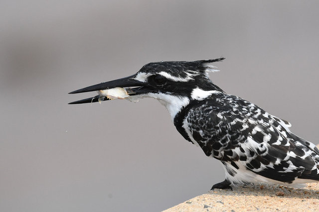9Pied Kingfisher (2)