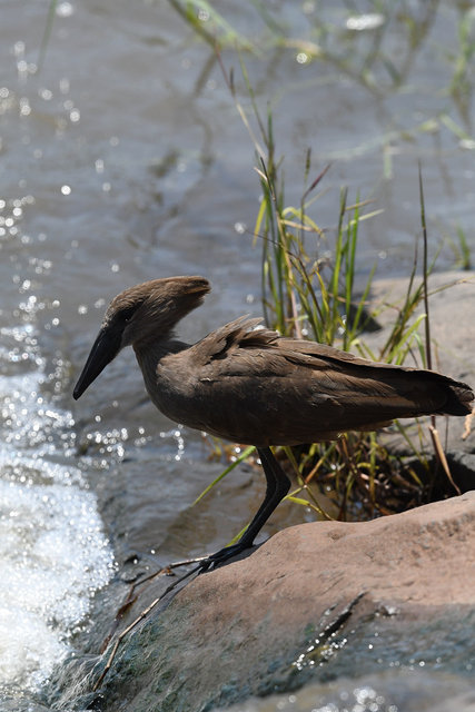 27 Hamerkop (2)