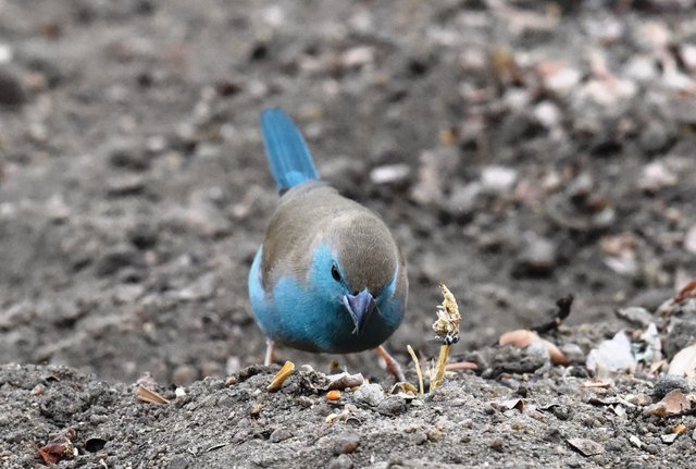 15 Blue waxbill (3)