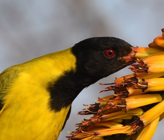 22Black-Headed Oriole (4)