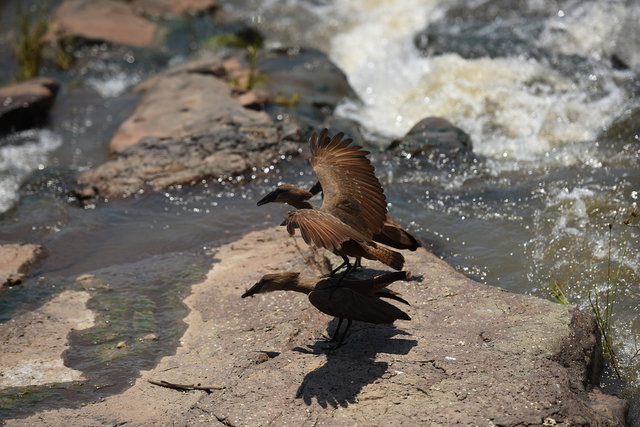 27 Hamerkop (1)