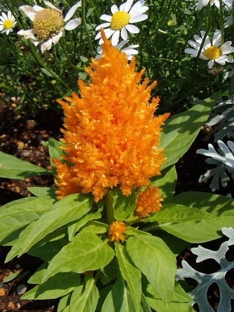 P5210013s