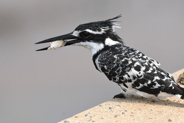 9Pied Kingfisher (4)