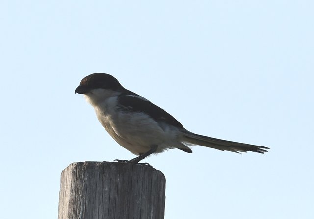 26 Fiscal Flycatcher