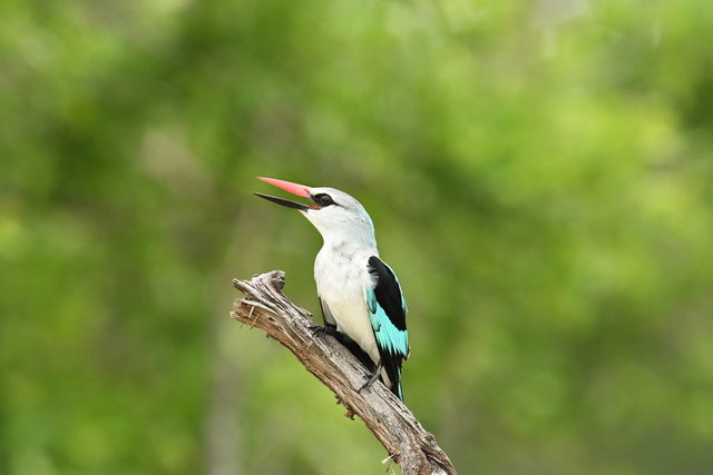 7Woodland Kingfisher (2)