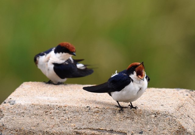 27Wire-tailed Swallow (1)