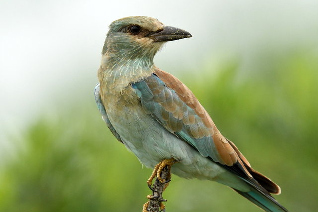 15European Roller