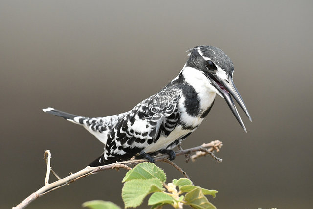 9Pied Kingfisher (5)