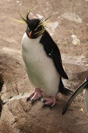 ペンギン・オットセイ (3)